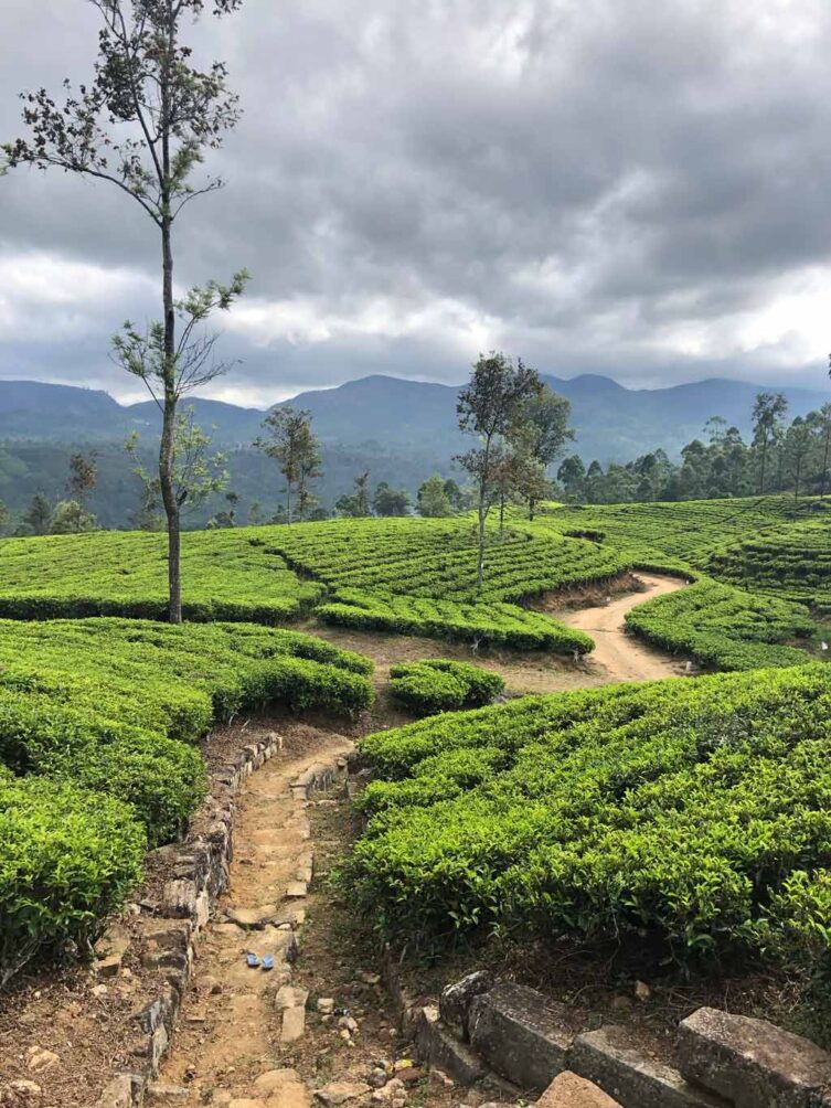 Emeyu økologisk kvalitets te på besøg hos te plantager og te farme på Sri Lanka. Smag, te dufte, kvalitets te, hele blade, te buske, te plukkere, teblade, sort te, grøn te, hvid te kvalitets te økologisk te