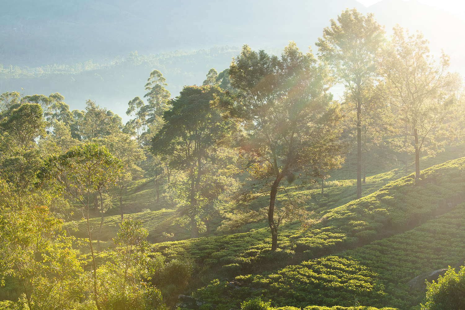 Tea Plantations Sri Lanka tea