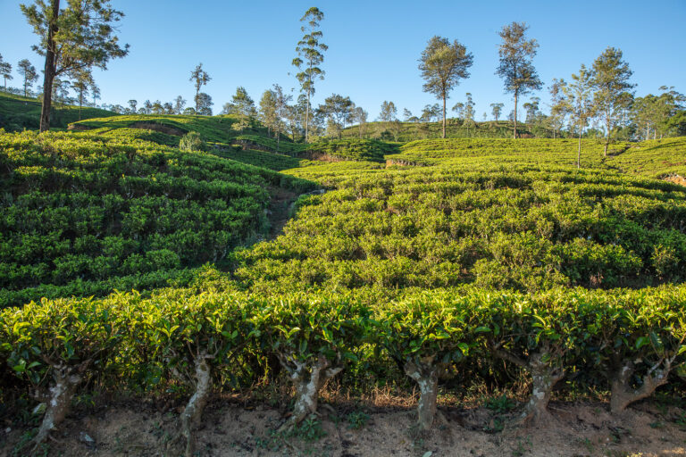 Emeyu organic tea visiting tea plantation to find the right quality tea of Camellia sinensis