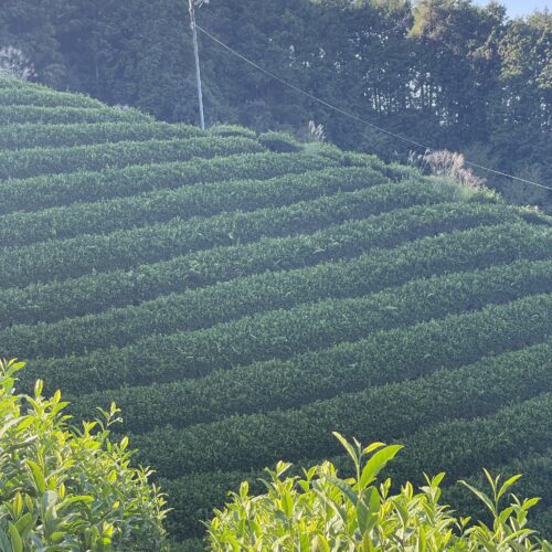 Japanese tea field with Camellia sinensis